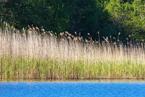 Reeds in the water edge at the lake in summer