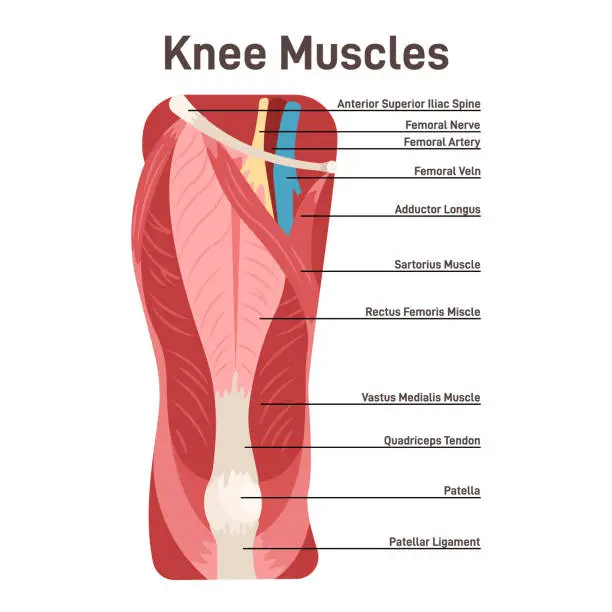 Vector illustration of Knee muscles. Front view didactic scheme of anatomy of human muscular