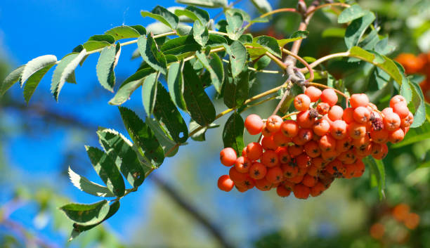 istock ashberry at dry sunny summer day 2065081742