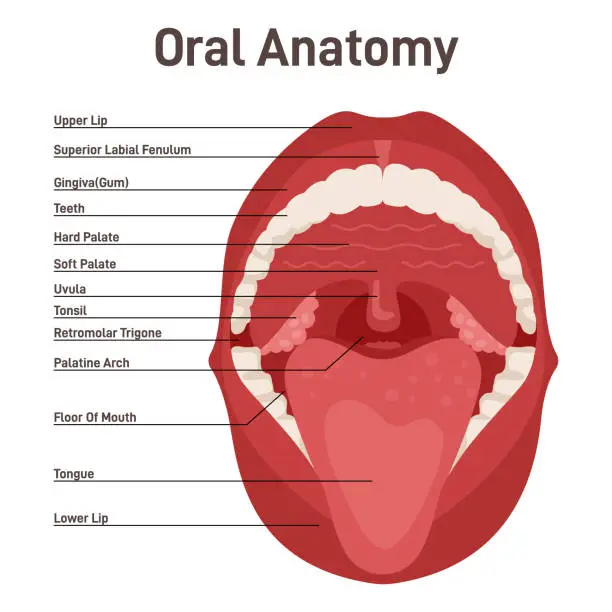 Vector illustration of Oral cavity. Human mouth anatomy model. Open human mouth