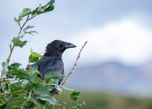 Common Raven bird perched on a tree branch with mountain background, Denali National Park. Alaska.