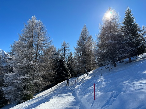 Excellently arranged and cleaned winter trails for walking, hiking, sports and recreation in the area of the tourist resorts of Valbella and Lenzerheide in the Swiss Alps - Canton of Grisons, Switzerland (Kanton Graubünden, Schweiz)