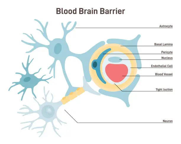 Vector illustration of Blood-brain barrier anatomical structure. Semipermeable border that