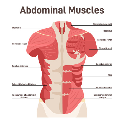 Abdominal muscle system. Pectoralis major muscle, muscles of chest, thorax, brisket, breast, bust - didactic scheme of anatomy of human muscular system. Flat vector illustration