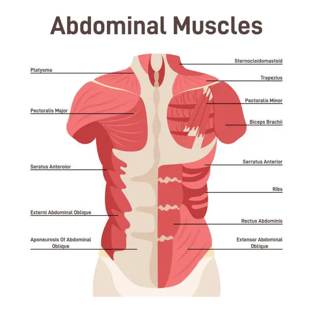 Vector illustration of Abdominal muscle system. Pectoralis major muscle, muscles