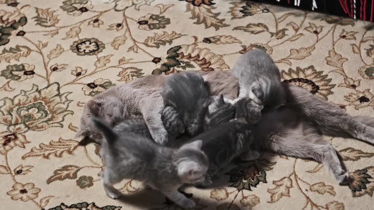 Nursing Cat Feeding Little One Month Old Kittens on Rug at Home