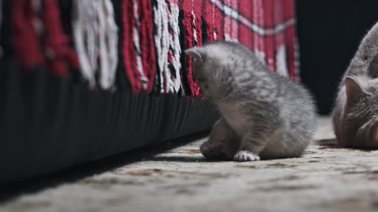 Cute One Month Kitten Funny Look at the Camera Close-Up on Rug at Home