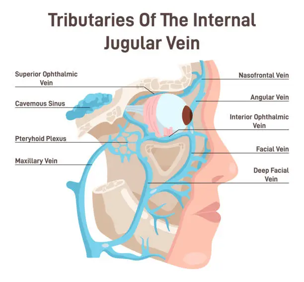 Vector illustration of Head circulatory system. Anatomical diagram of tributaries of the internal