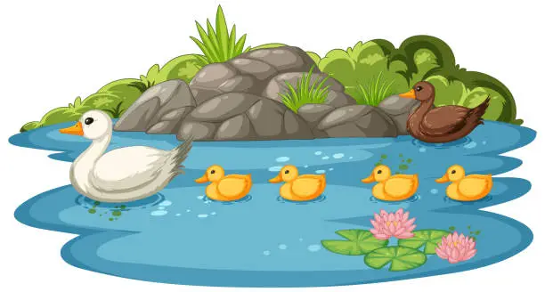 Vector illustration of Vector illustration of ducks swimming in a pond