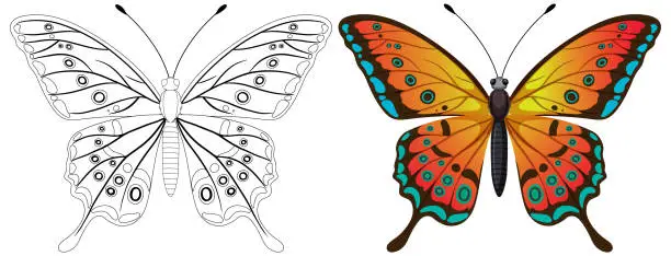 Vector illustration of Black and white to vibrant color butterfly vector