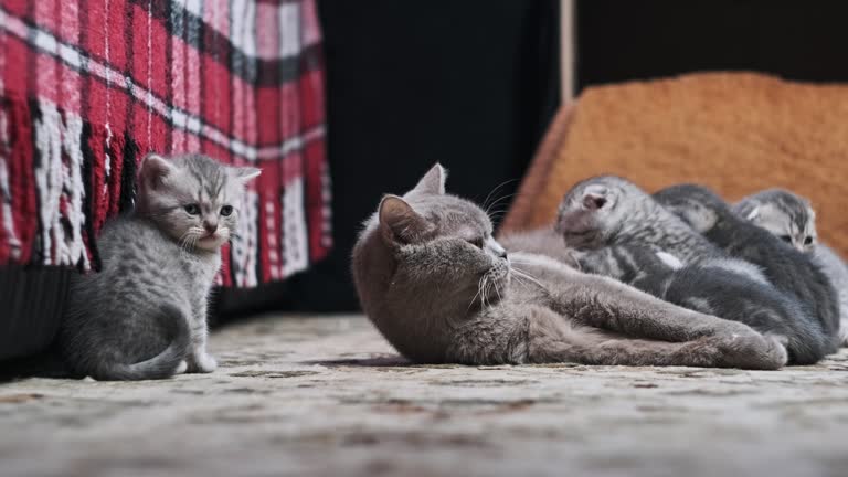 Funny One Month Kittens Play With Their Nursing Mom Cat at Home