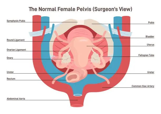 Vector illustration of Anatomy of female internal organs. Female pelvis surgeon view.