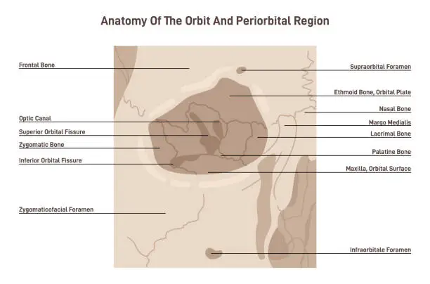 Vector illustration of Anatomy of orbit bones. Anatomical scheme of cavity of the skull