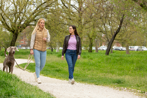 A casual stroll in the park: two women, one leading a Weimaraner dog on a leash, chat and walk along a gravel path surrounded by the fresh greenery of an urban park