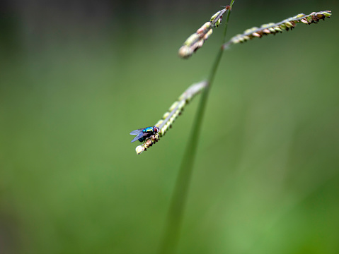 Close up fly at nature
