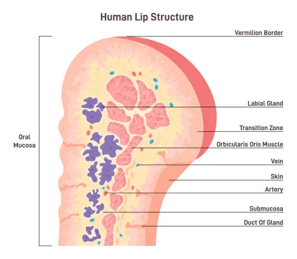 Vector illustration of Human lip anatomy. Human mouth external parts with description.