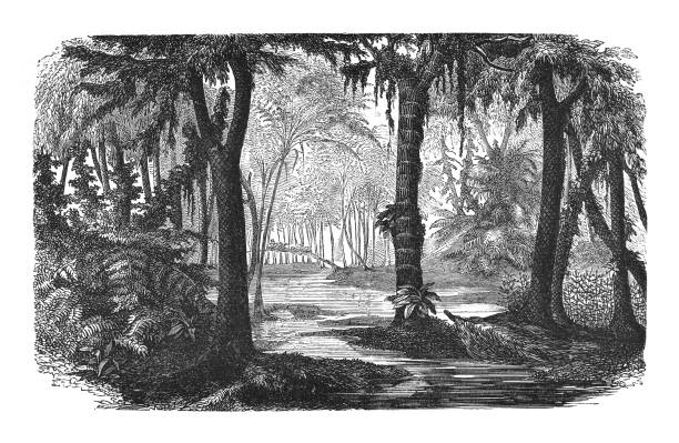 Vintage engraved illustration - Landscape (Carboniferous period)