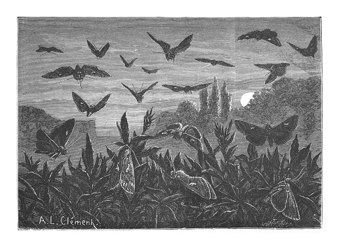 Vintage engraved illustration - Silver Y migratory moth (Autographa gamma)