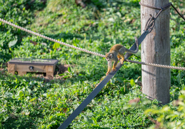 Common squirrel monkeys at Edinburgh Zoo, Edinburgh, Scotland