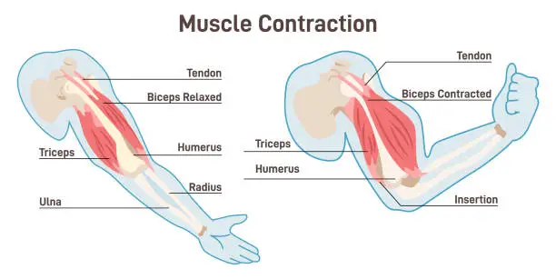 Vector illustration of Muscle contraction mechanism. Muscles work principle scheme