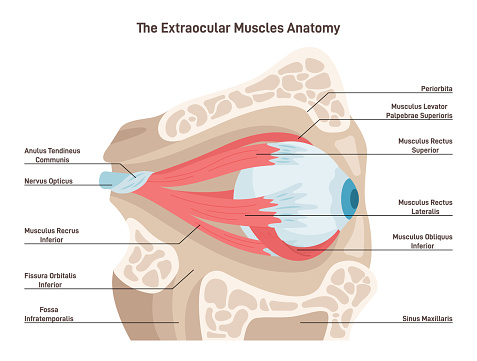 Human eye extraocular muscles. Eyes muscles governing the movements. Human vision organ coordination. Ophthalmology infographic poster. Flat vector illustration