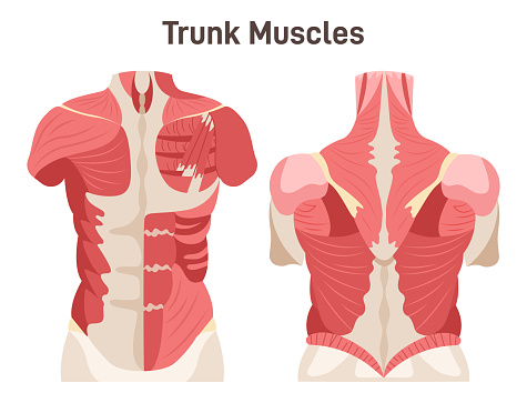 Abdominal and back muscle system. Pectoralis major muscle, muscles of chest, trapezius, latissimus dorsi, rhomboid - didactic scheme of anatomy of human muscular system. Flat vector illustration