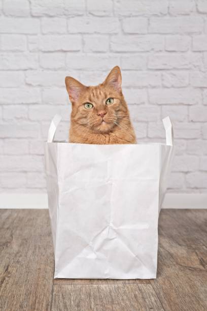 simpatico gatto rosso che sembra curioso fuori da un sacchetto di carta. immagine verticale. - domestic cat bag shopping gift foto e immagini stock