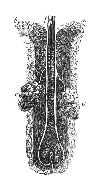 Anatomical structure of the human hair (intersection) - Vintage engraved illustration isolated on white background Vintage engraved illustration isolated on white background - Anatomical structure of the human hair (intersection) arrector pili stock illustrations