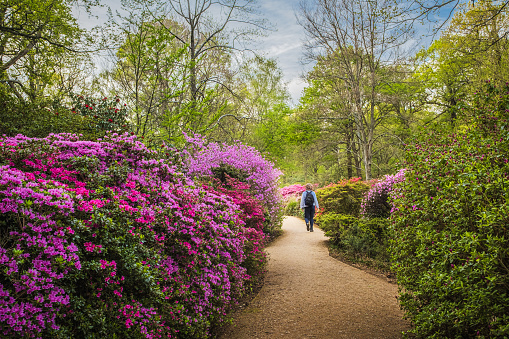 View footpath edged by blooming azalea bushes in park in spring; small figure of woman walking at distance