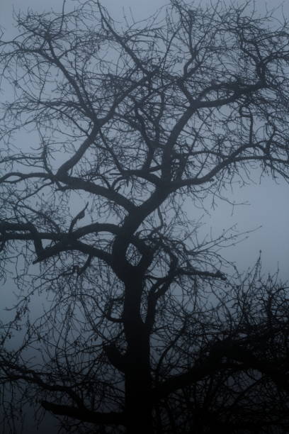 istock a very tall tree with branches that are bare in the fog 2065185285