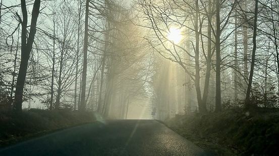 forest road shrouded in thick morning fog, dense forest, countryside, ending winter season