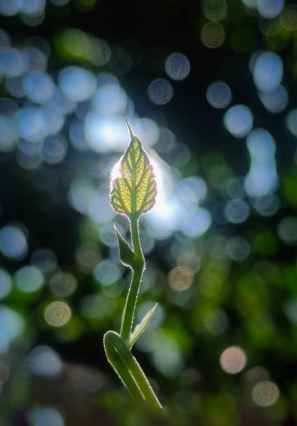 Fresh and green leaves for backgrouond.