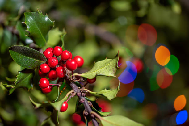 Typical holly tree with red balls and thorns. Coloured lights