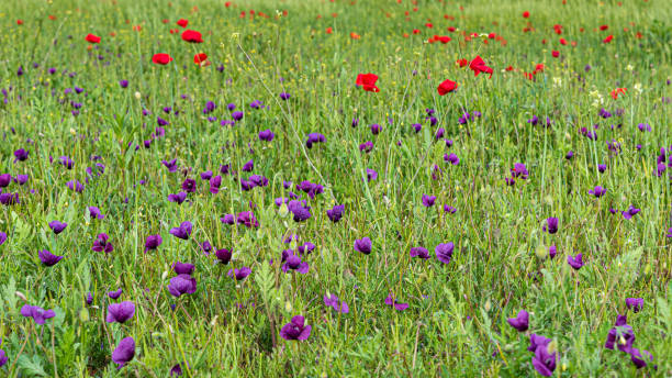 Free Stock Photo of Group of Purple Flowers on Lush Green Field ...