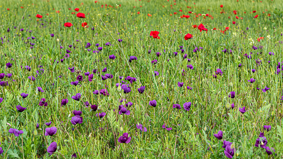 Purple poppy field, Roemeria hybrida, is a plant with poisonous roots