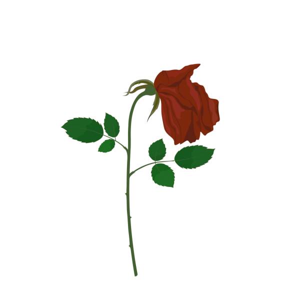 Withered rose flat vector illustration on white background Single withered rose flat vector illustration on white background. A stages of a rose. Wilting rose. clip art of a dead rose stock illustrations