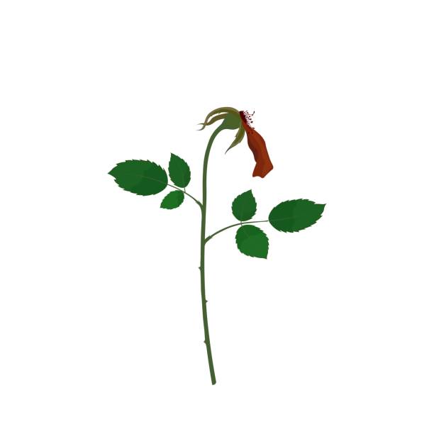 Withered red rose flat vector isolated on white background A withered rose has one petal left. Flat vector isolated on white background. Wilting rose. clip art of a dead rose stock illustrations