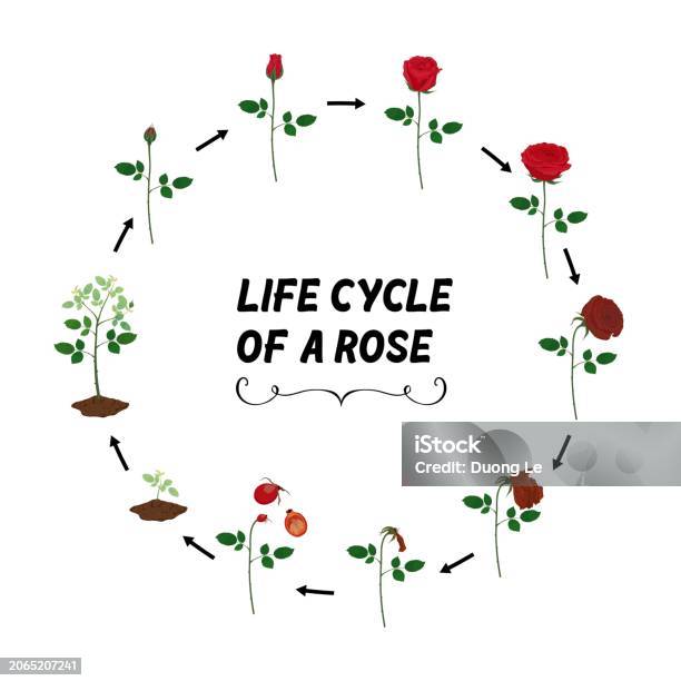 Life. Log Roses Life Cycle Of A Rose Flat Vector Isolated On White Background Stock ...