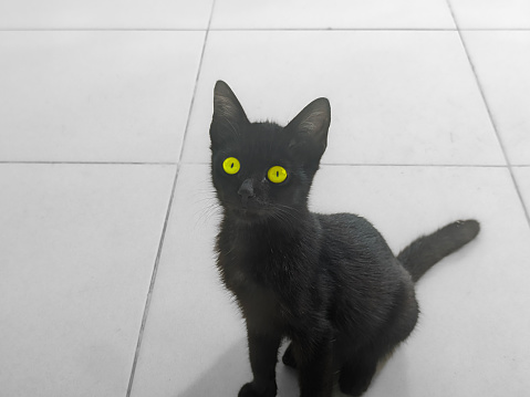 The Photo portrays a young black cat, its glossy fur contrasting against the light-colored tiled floor. The cat’s large, inquisitive eyes seem to hold a world of curiosity.