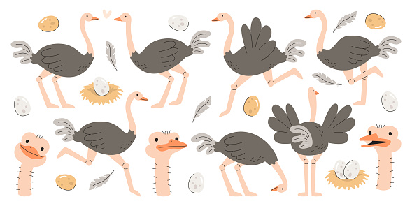 Cute ostrich farm african flightless exotic birds cartoon characters in different pose running, jumping, hiding head in sand and showing various face emotion isolated set on white background