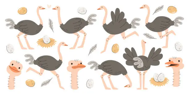 Vector illustration of Cute ostrich farm birds cartoon characters in different pose and face emotion isolated set