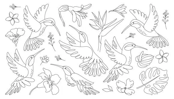 Vector illustration of Tropical hummingbirds humming wings flying and floating surrounded by exotic flower line set