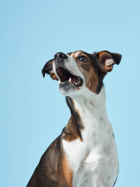istock Eager Dog Attempting to Catch Treat, Blue Backdrop 2065228104