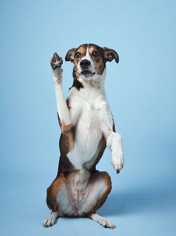 Trained mixed-breed dog poses, Studio shot on blue. A beguiling canine with a lively expression sits upright, forepaws raised