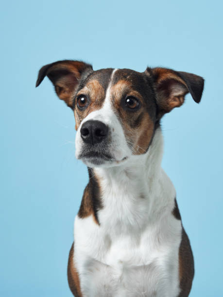 istock A poised mixed-breed dog poses against a soft blue backdrop 2065228107