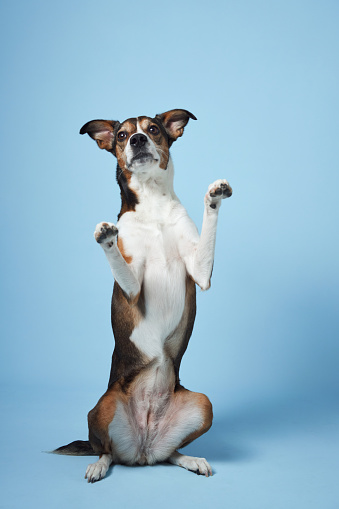 Trained mixed-breed dog poses, Studio shot on blue. A beguiling canine with a lively expression sits upright, forepaws raised