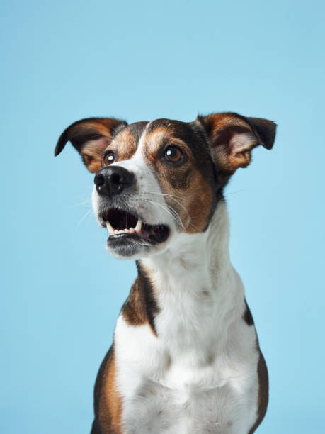 istock Eager Dog Attempting to Catch Treat, Blue Backdrop 2065228111