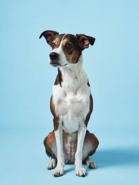 istock A poised mixed-breed dog poses against a soft blue backdrop 2065228112