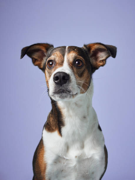 istock Attentive mixed-breed dog gazes away, Studio capture. 2065228114