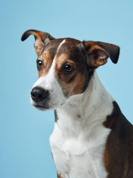 istock A poised mixed-breed dog poses against a soft blue backdrop 2065228115